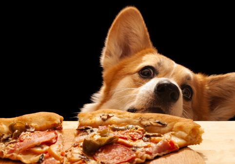 Gestul făcut de un câine pentru a-și convinge stăpânul să-i dea o felie de pizza: „Se oprește doar când obține ce vrea”