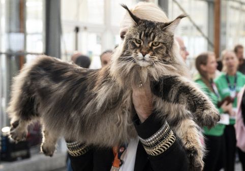Parada pisicilor de lux! 1.500 de feline din 36 de țări s-au luptat pentru titlul de cele mai frumoase din lume. Doar 34 au câștigat