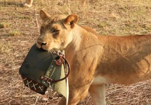 O femeie a fost „jefuită” de un leu! Animalul i-a furat geanta de 1.800 de dolari în timp ce aceasta era în Safari