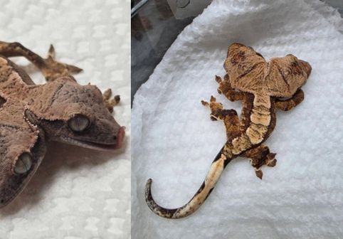 Un gecko cu două capete sfidează toate așteptările. Crește și se hrănește singur, spre uimirea specialiștilor