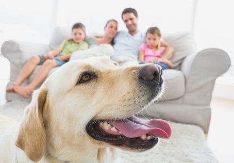 Labradorul nu este pentru oricine. 4 lucruri esențiale pe care trebuie să le știi înainte să-l iei acasă