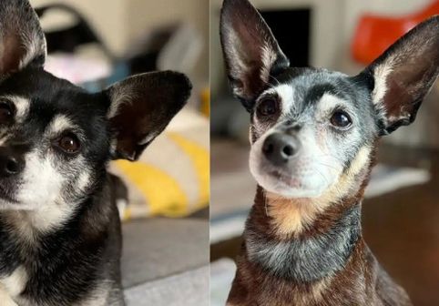 Descoperirea incredibilă a unei familii după ce a adoptat un câine: «Am țipat în sala de conferințe». Ce a arătat testul ADN