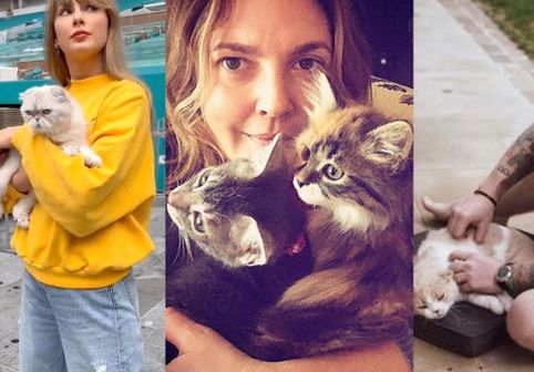 Cele mai răsfățate pisici din lumea vedetelor: de la Calippo a lui Ed Sheeran la Meredith Grey a lui Taylor Swift