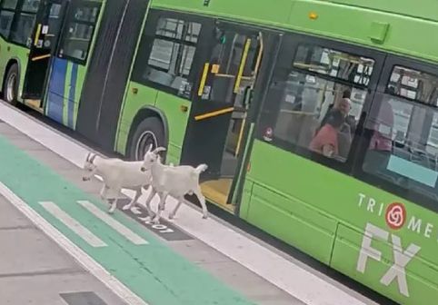 Două capre au urcat în autobuz și au pornit spre mall. Momentul în care pasagerii le-au dat jos a devenit viral