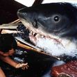 Jaws (1975) / Profimedia