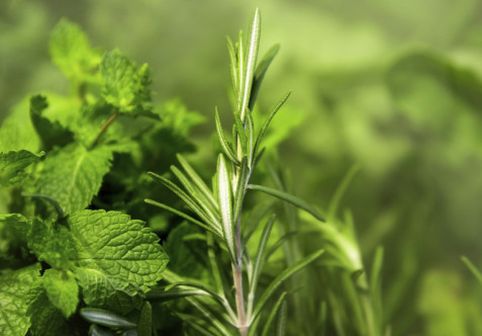 Planta aromatică asociată cu o memorie mai bună și reducerea anxietății. Ce spun cercetările despre legătura cu Alzheimer