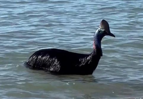 Turiștii de pe o plajă din Australia, șocați de o creatură ieșită din ocean. Este considerată „cea mai periculoasă din lume”