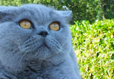 O ploieșteancă a vrut să-i cumpere fetiței o pisică de rasă, dar a avut o surpriză după ce a ajuns la veterinar: "Am mers pe încredere"