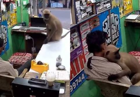 Momentul când o maimuță intră într-un magazin din India și îl ia în brațe pe vânzător. Imaginile au devenit virale
