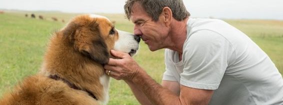 a-dogs-purpose-dennis-quaid-600x400