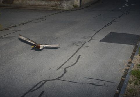Rață prinsă cu „viteză excesivă” în Elveția. O rață a zburat prea repede și acum 7 ani, în același loc