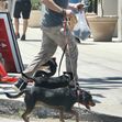 *EXCLUSIVE* Gerard Butler and Morgan Brown share a kiss at the Farmers Market