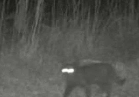Animal misterios surprins în Florida. Cum apare creatura pe camerele de supraveghere