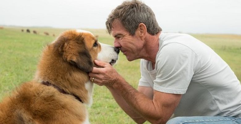 a-dogs-purpose-dennis-quaid-600x400