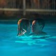 'Babygirl' film stills